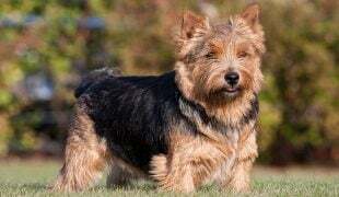 Norwich Terrier